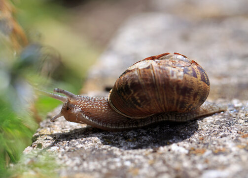 Close up of a common Snail  (Cornu aspersum) crawling with head out of shell