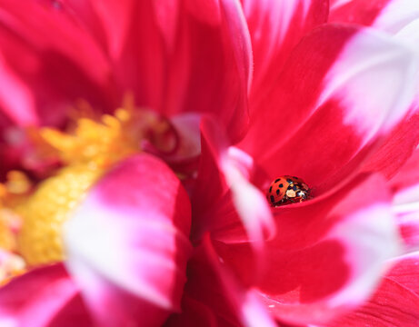 Ladybird sitting on a red Dahlia petal -  focus is on the ladybird