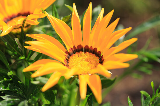 Yellow Gazania Flower in bloom against a natural green out of focus background. Also known as an African Daisy