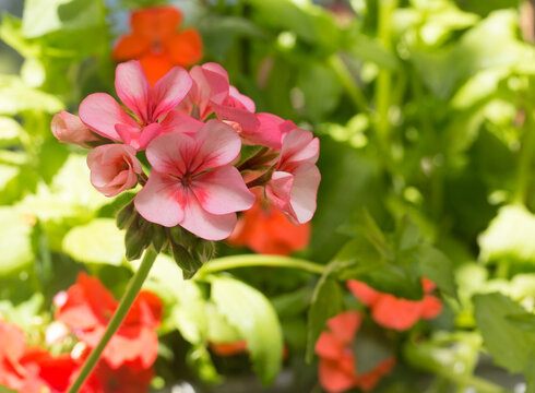 Red Geranium stem with a cluster of flowers in full bloom against a natural out of focus garden background