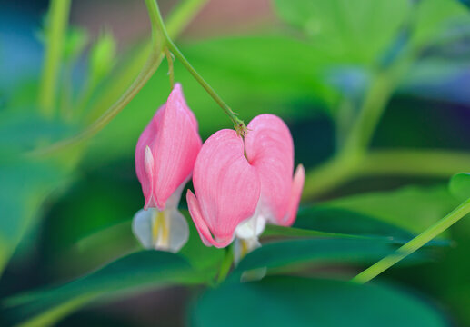 Pink Bleeding heart (Dicentra) flowers against a natural out of focus background