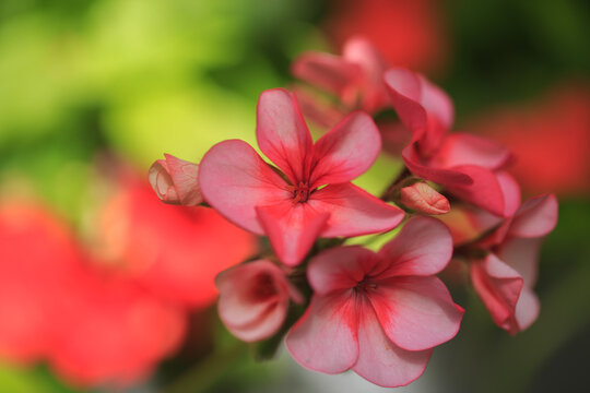 Close up of a pretty Red Geranium flower in full bloom, with a natural blurred background
