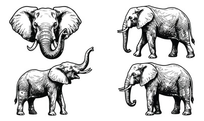 Fototapeta premium Vintage elephant engraving set, hand drawn african elephant vector illustrations, 4 detailed wildlife animal sketches for logo design and branding