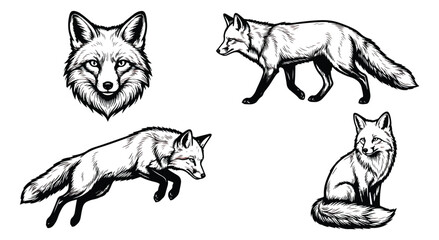 Naklejka premium Vintage fox illustration set, hand drawn black and white wildlife sketches, 4 fox vector elements in woodcut style for hunting and nature branding