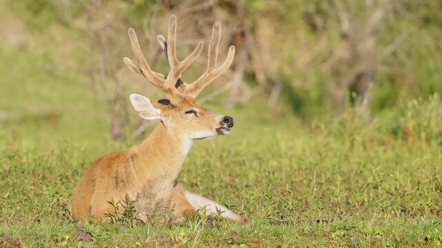 Adult marsh deer Blastocerus dichotomus lies on green grass with eyes closed and velvet antlers catching warm light in the Ibera wetlands, Argentina.