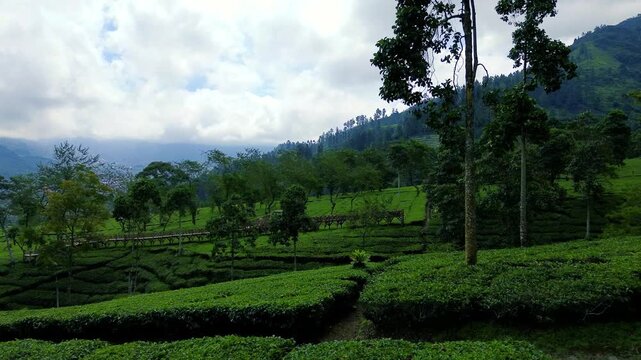 Aerial Drone View of Lush Green Tea Plantation in Indonesia