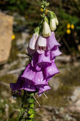 Veberod, Sweden A common Foxglove plant or Digitalis Purpurea in the forest. © Alexander
