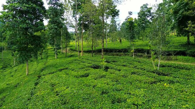 Aerial Drone View of Lush Green Tea Plantation in Indonesia