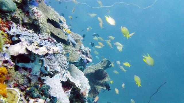 Beautiful underwater world with coral reef and tropical fishes. Leyte, Philippines. Travel vacation concept