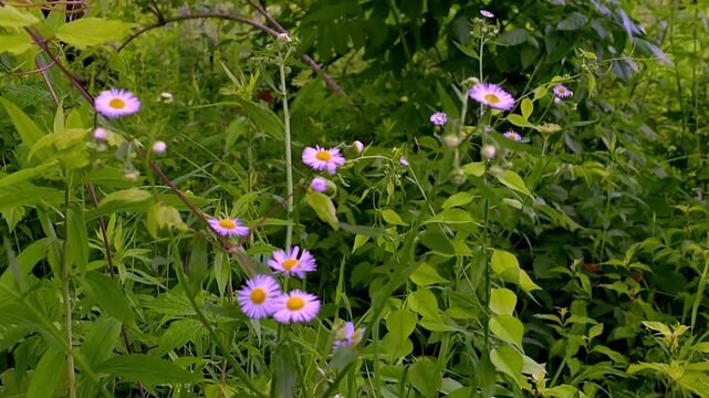 Daisy fleabane flowers grow beside the Royal River Yarmouth Maine