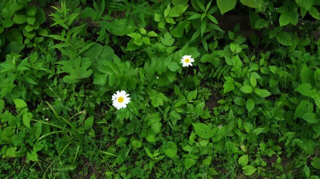 Overhead view of a vibrant green ground cover with various plant types, two white daisies with yellow centers emerge from the dense foliage