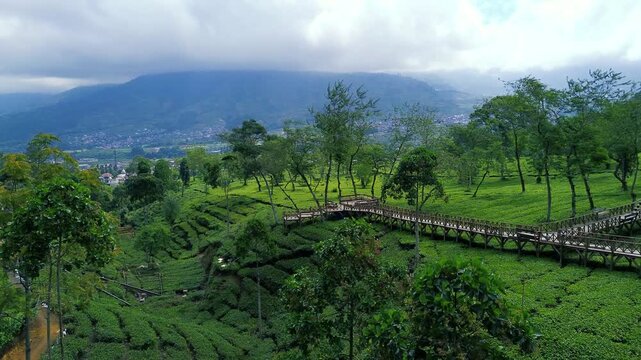 Aerial Drone View of Lush Green Tea Plantation in Indonesia