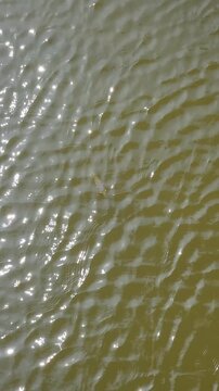 Archerfish swimming leisurely in rippling brown water.