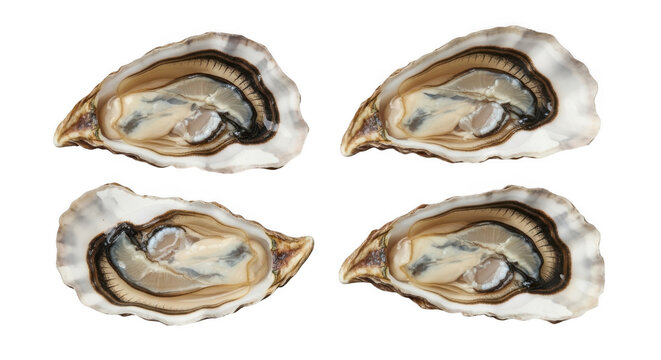 Four open oyster shells with brown and white interiors
