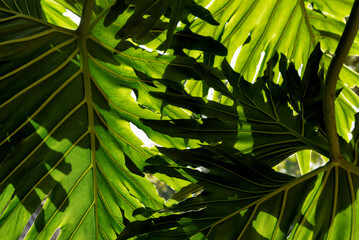 Leaves of philodendron bipinnatifidum seeing from below © Lucia Tieko