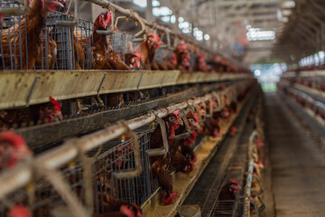 Wide view of a poultry farm with brown laying hens in battery cages, feeding and laying eggs. © danil