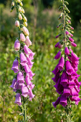 Veberod, Sweden A common Foxglove plant or Digitalis Purpurea in the forest. © Alexander