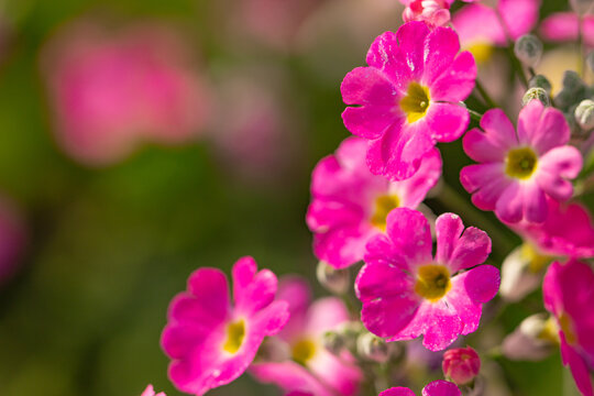 Close-up of pink primroses in spring