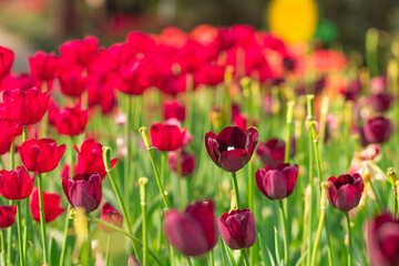 Obraz premium Red tulips under spring sunshine