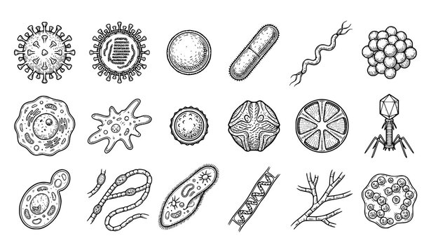 Hand Drawn Microorganisms Collection with Bacteria Virus Cells Scientific Biology Vector Illustration Set