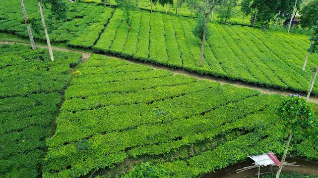 Aerial Drone View of Lush Green Tea Plantation in Indonesia