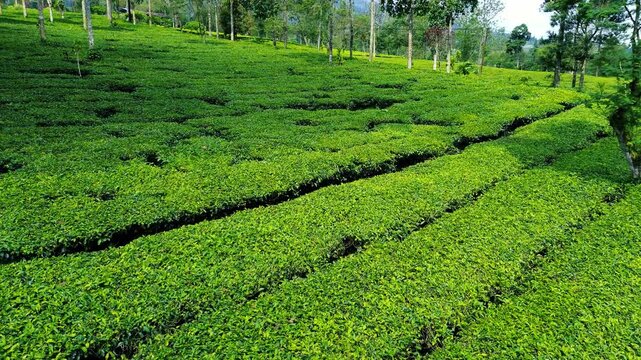 Aerial Drone View of Lush Green Tea Plantation in Indonesia