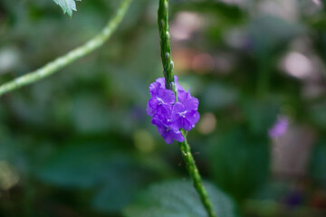 Obraz premium A small cluster of vibrant purple flowers blooms on a slender, textured green stem. The background shows a soft, beautifully blurred green foliage bokeh that makes the violet petals pop.