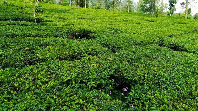 Aerial Drone View of Lush Green Tea Plantation in Indonesia