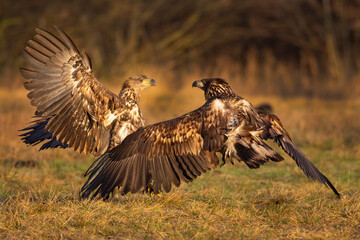 Bielik (Haliaeetus albicilla) w naturalnym środowisku. Największy ptak drapieżny Polski, objęty ścisłą ochroną gatunkową, symbol dzikiej przyrody i cennych ekosystemów. © Mateusz