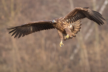 Bielik (Haliaeetus albicilla) w naturalnym środowisku. Największy ptak drapieżny Polski, objęty ścisłą ochroną gatunkową, symbol dzikiej przyrody i cennych ekosystemów. © Mateusz