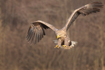 Bielik (Haliaeetus albicilla) w naturalnym środowisku. Największy ptak drapieżny Polski, objęty ścisłą ochroną gatunkową, symbol dzikiej przyrody i cennych ekosystemów. © Mateusz