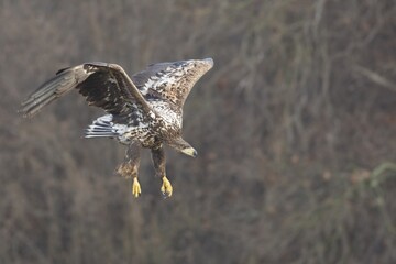 Bielik (Haliaeetus albicilla) w naturalnym środowisku. Największy ptak drapieżny Polski, objęty ścisłą ochroną gatunkową, symbol dzikiej przyrody i cennych ekosystemów. © Mateusz