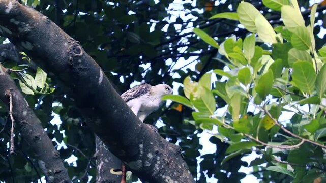 A crested hawk-eagle or changeable hawk-eagle perched alertly on a thick tree branch