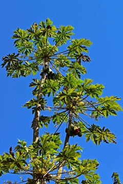 Papaya trees and blue sky in Sao Paulo, Brazil