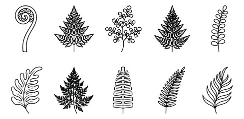 Minimalist fern leaf line art set, 10 botanical foliage vector icons, black and white tropical plant fronds for nature branding and logo design © Muhammad