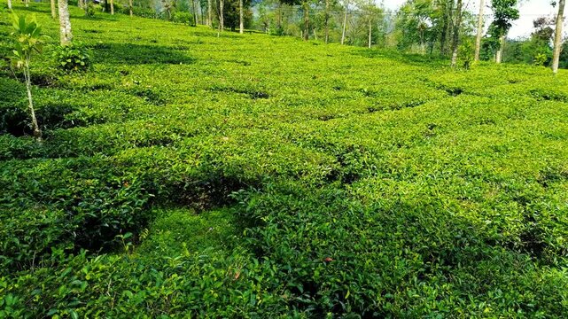 Aerial Drone View of Lush Green Tea Plantation in Indonesia