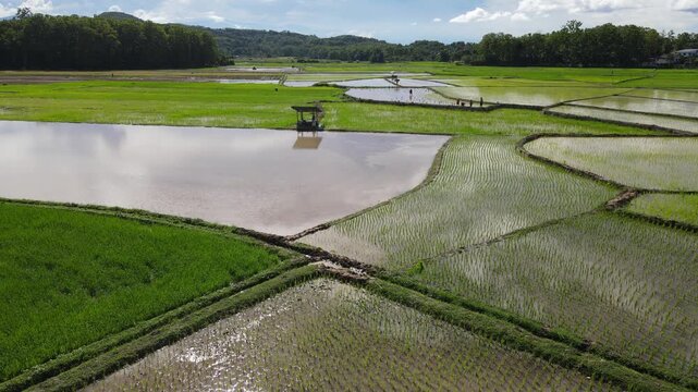 Rice paddies flooded with water stretch across a rural landscape, bordered by trees and hills under a partly cloudy sky.