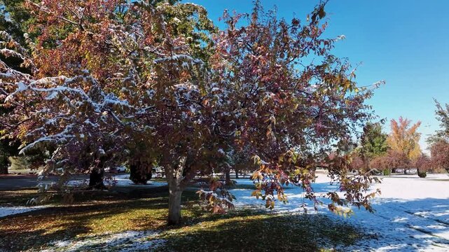 Ann Morrison Park Aerial Drone Shot Featuring Snow Covered Trees and Autumn Foliage During a Sunny Winter Day 4k Footage