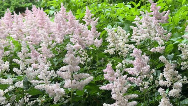 This image features astilbe (Astilbe spp.), also known as false spirea or feather flower, in pink and white hues. Ideal for garden design visuals, floral marketing, and botanical presentations.