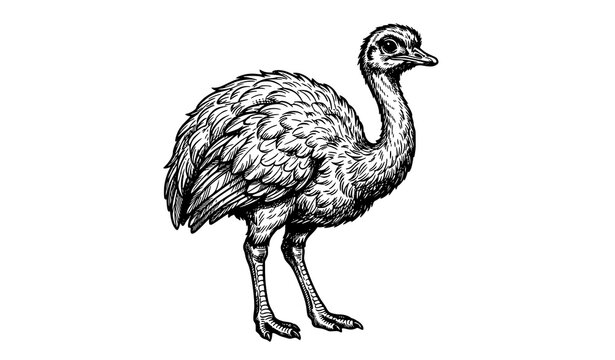 Cute Fluffy Rhea Bird Hand Drawn Vector Illustration with Vintage Black Outline Engraving Style Isolated on White Background