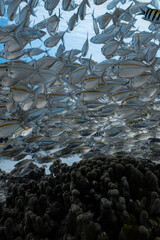 Obraz premium School of yellowstripe scad fish swimming over a dark coral reef.