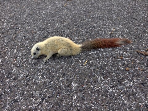 A white squirrel is lying on the road.