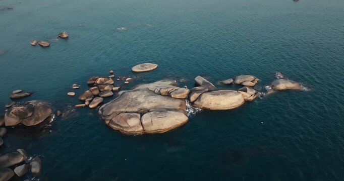 turtles in the water