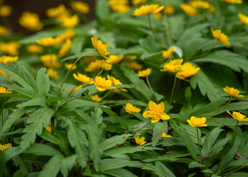 Double yellow wood anemones (Anemone ranunculoides 'Joel') blooming across a lush woodland floor in spring, forming a vibrant carpet of golden wildflowers among fresh green foliage. 