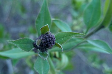 Fototapeta premium Dark burgundy floral clusters emerging among fresh green foliage in early spring