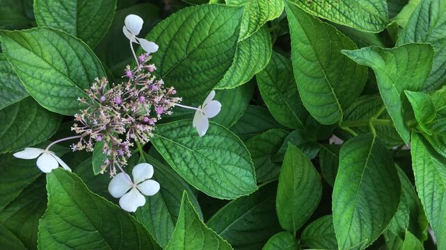 Close-up shot of vibrant green leaves and delicate white hydrangea flowers gently moving and blowing in the wind.