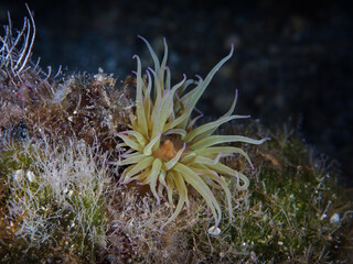 Naklejka premium Mediterranean snakelocks anemone