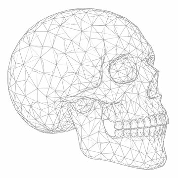 Abstract wireframe polygonal mesh human skull vector illustration in side profile view, isolated on a clean white background