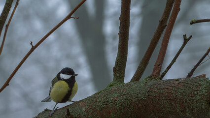 Cheerful color survives the cold, this tit's yellow breast the only warm note in a grey wood © Дмитро Ганжеєв