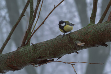 Portrait of a great tit perched among tangled twigs © Дмитро Ганжеєв